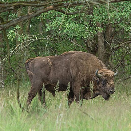 KINO: Das grüne Wunder - Unser Wald Gallery 8