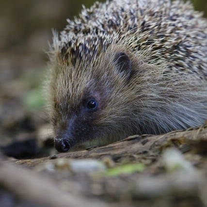 The Epic Adventure of a Hedgehog	  Ein Film von Guillaume Poyet