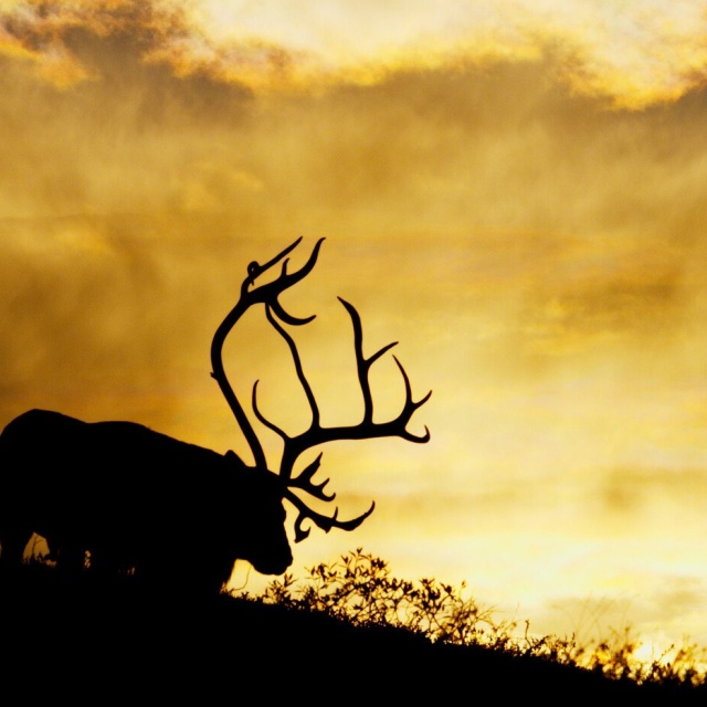 Reindeer © Asgeir Helgestad / Artic Light AS