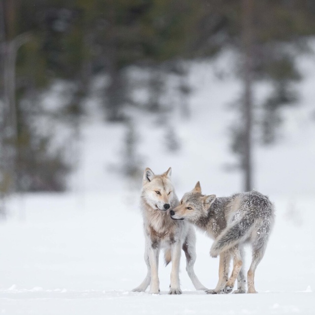 Ein Jahr unter Wölfen Foto Olivier Larrey