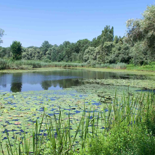 Kleiner Teich mit Seerosen © Terra Mater Studios / Szabolcs Mosonyi
